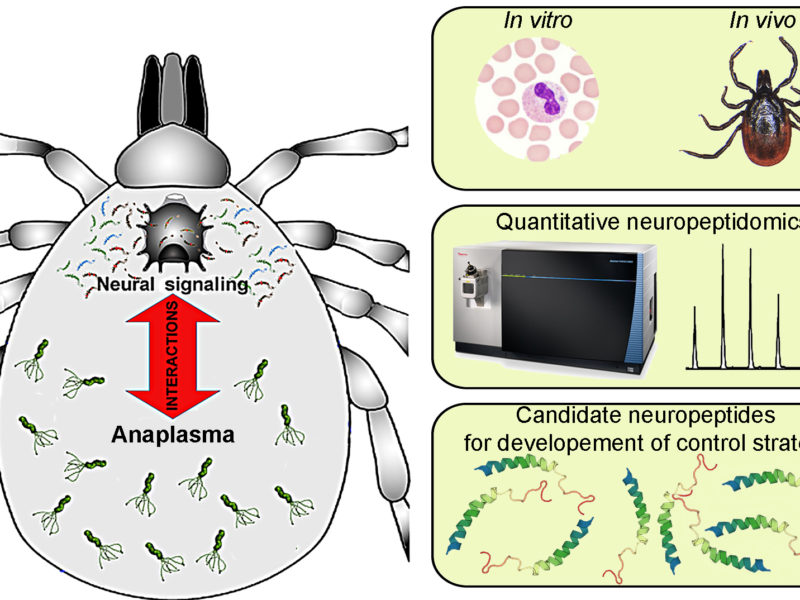 New NeuroPa Tick website