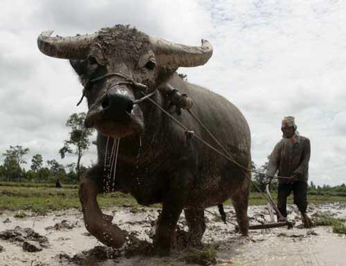 élevage de buffles (Thaïlande) ou traction par buffle