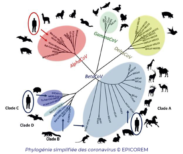 Phylogénie des coronavirus